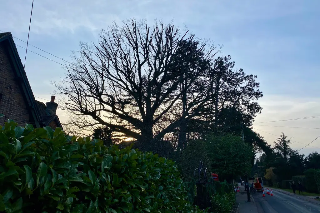 A group of people walking down a street next to a tall tree.